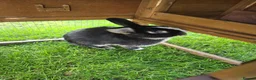 Mixed Breed rabbits for sale: 2 Mixed Breed Male Rabbits - Advert 3