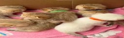 British Shorthair cats for sale: Adorable TICA British Shorthair kittens  - Advert 10