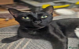Mixed Breed cats for sale: Kittens  - Image 9