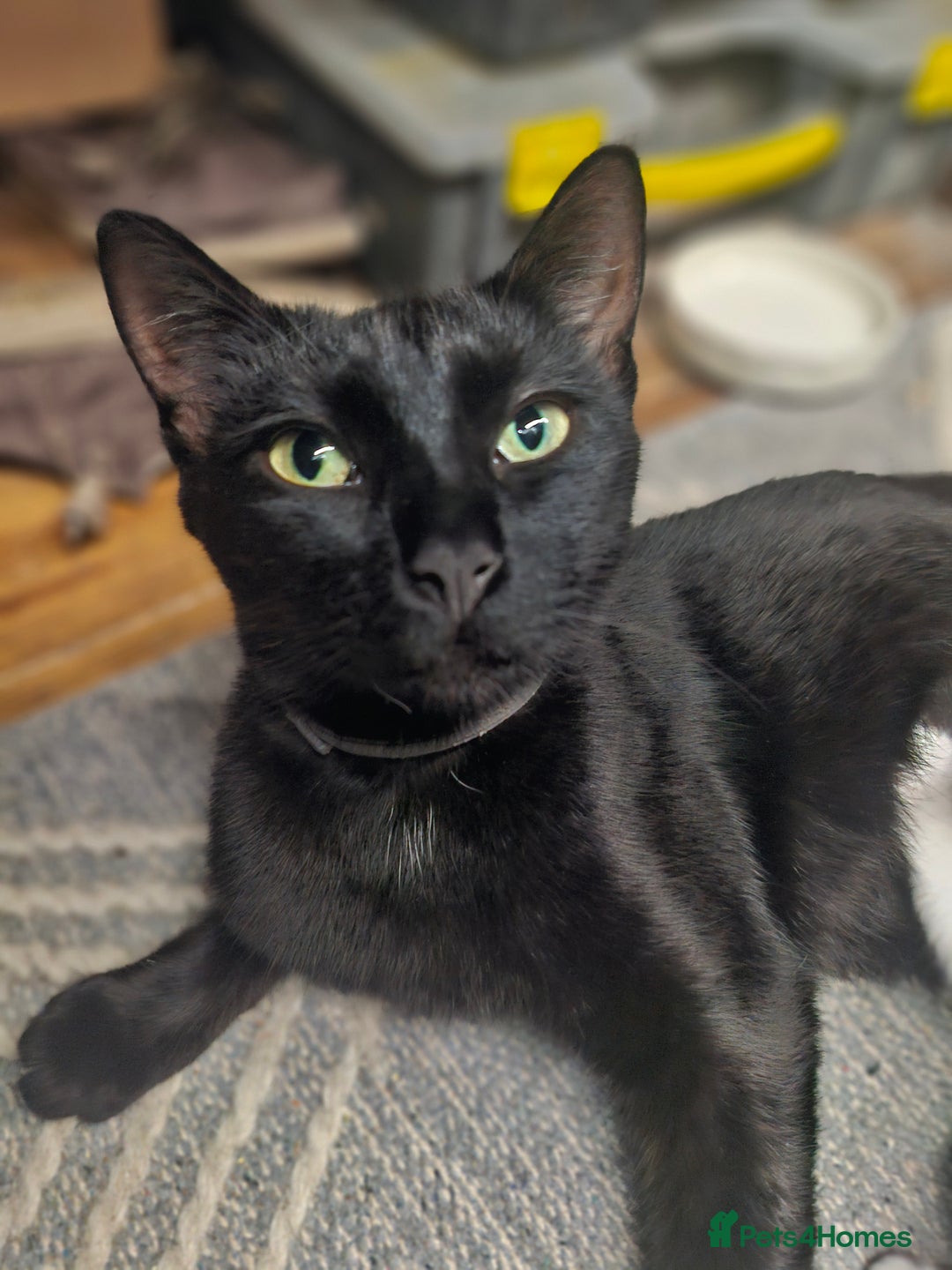 Mixed Breed cats for sale: Kittens  - Image 9