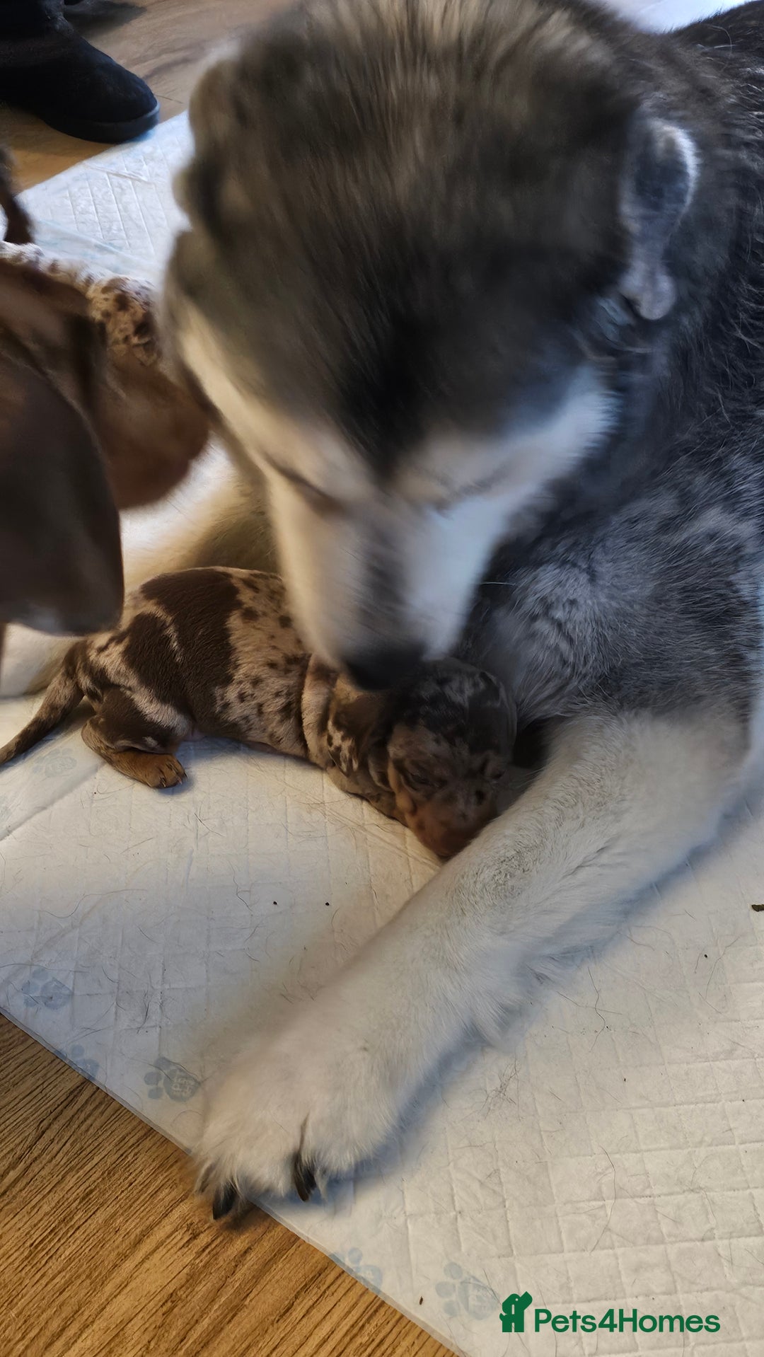 Miniature Dachshund dogs for sale: Two Beautiful Boys - Advert 13