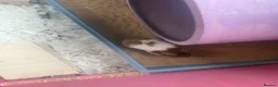 Hamster rodents for sale: Syrian hamster free to a good home  - Advert 14
