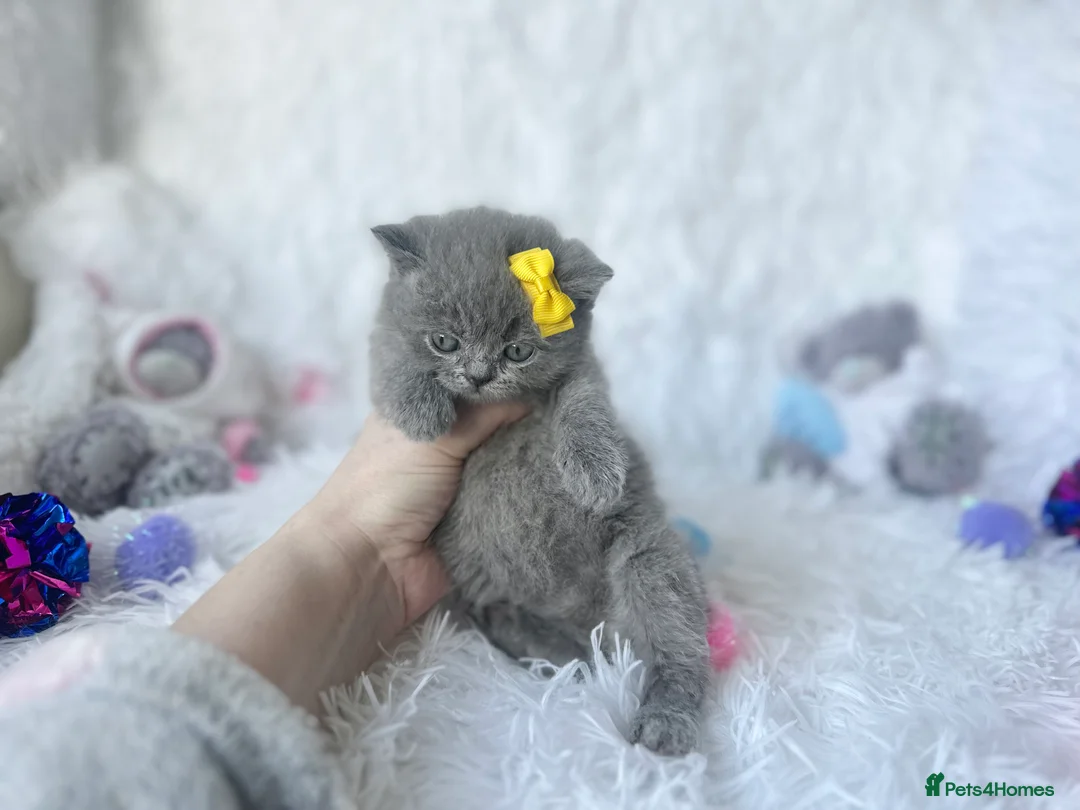 British Shorthair cats for sale: ⭐️ British Shorthair & Longhaired Kittens⭐️  - Advert 28
