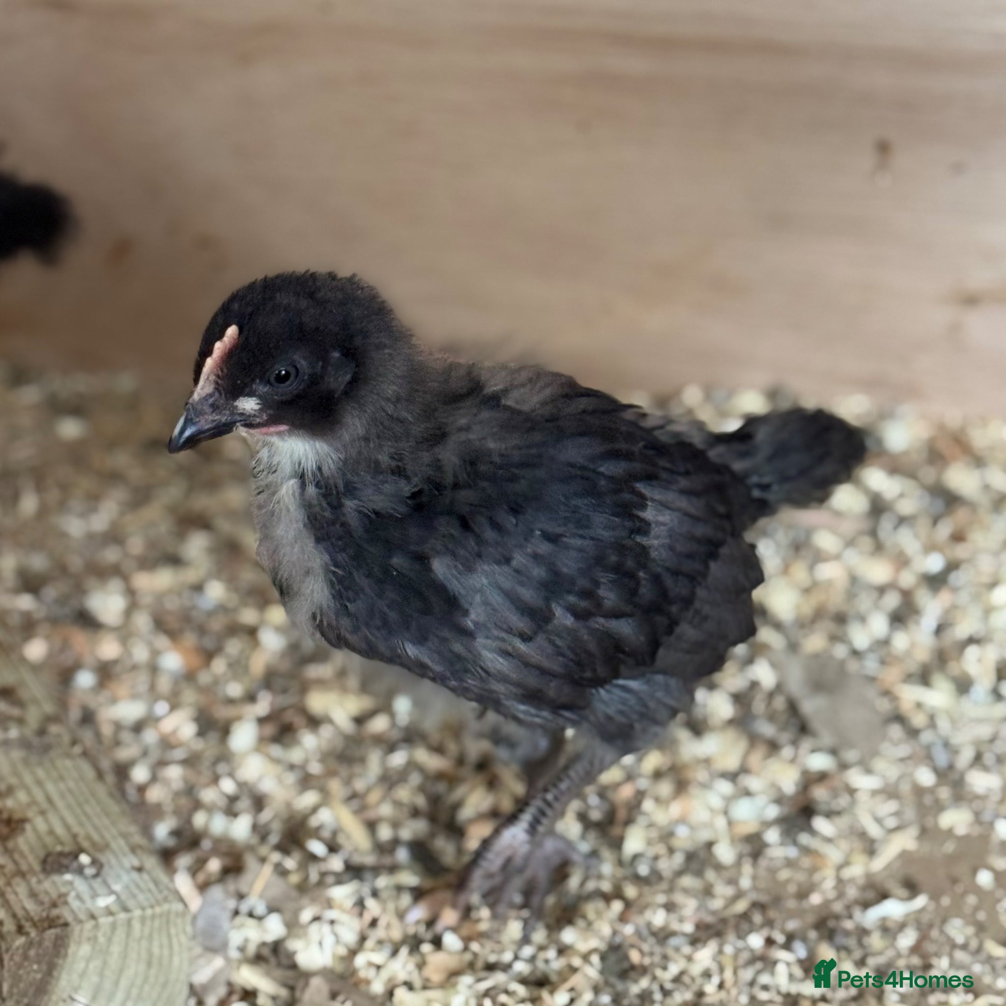 Chickens poultry Barred Plymouth Rock Chicks for Sale 1–3 Weeks Old - Advert 8