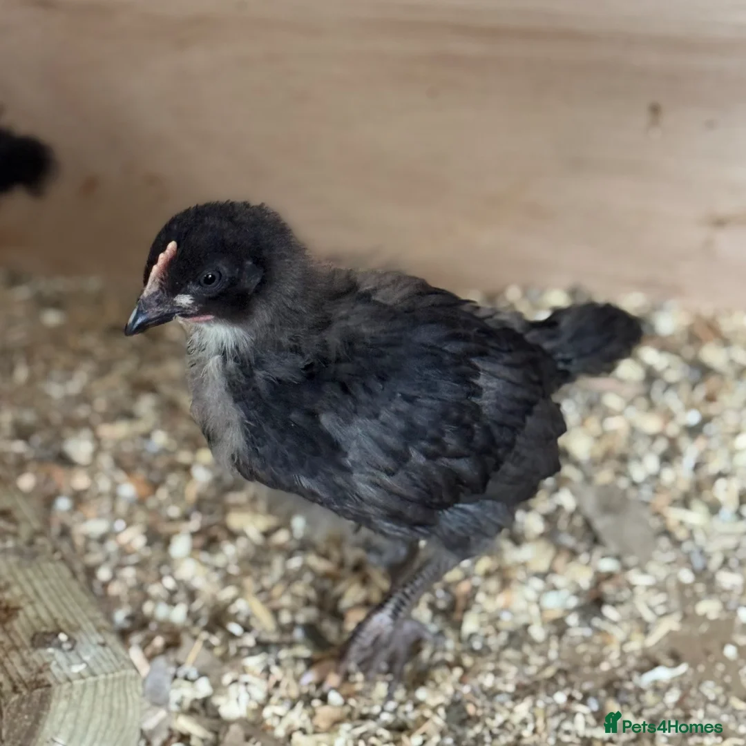 Chickens poultry for sale: Barred Plymouth Rock Chicks for Sale 1–3 Weeks Old - Advert 1