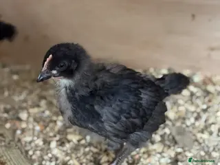 Chickens poultry Barred Plymouth Rock Chicks for Sale 1–3 Weeks Old - Advert 8