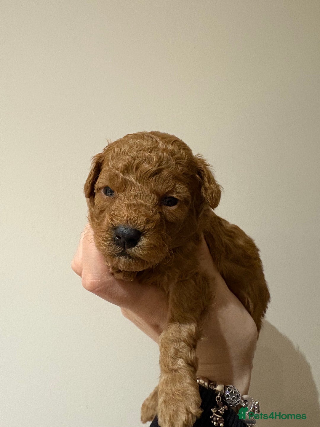 Toy Poodle dogs for sale: Beautiful solid colour toy poodle puppies - Advert 10