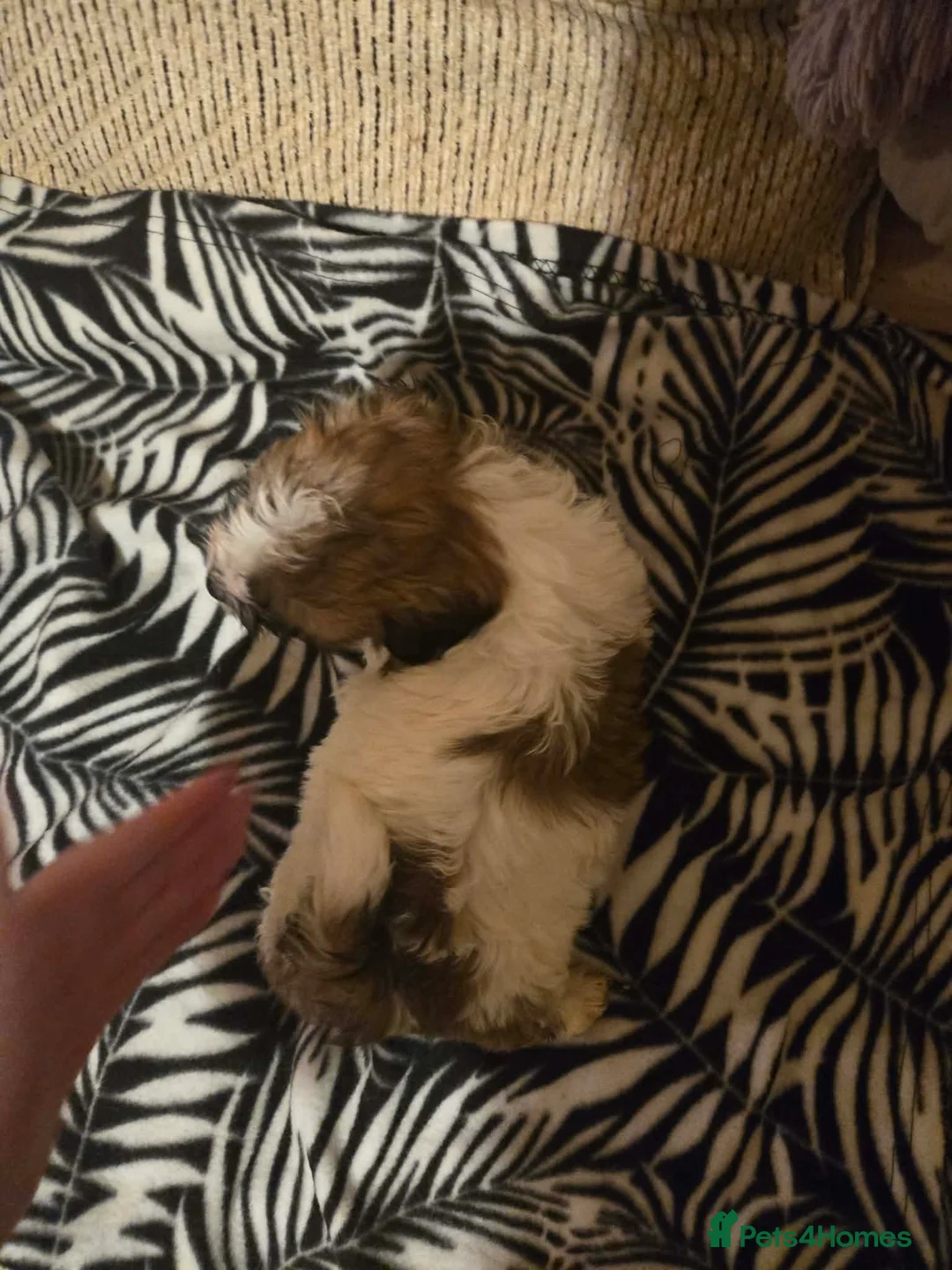 Mixed Breed dogs for sale: Cavachon x jug pups for sale ready now  - Advert 6