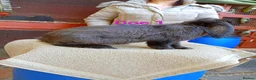 French Lop rabbits for sale: French lop  - Advert 4