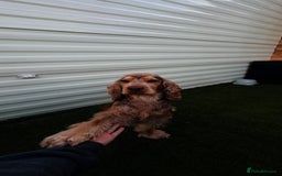 Cocker Spaniel dogs for sale: Arlo cocker spaniel show type  - Image 3