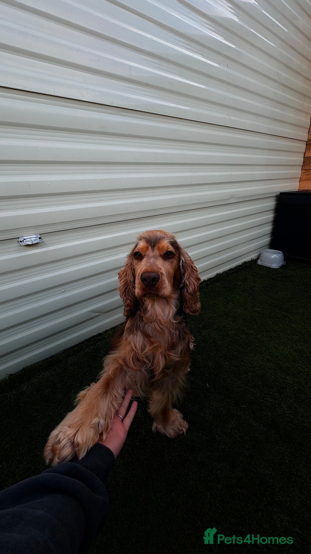 Cocker Spaniel dogs for sale: Arlo cocker spaniel show type  - Image 3