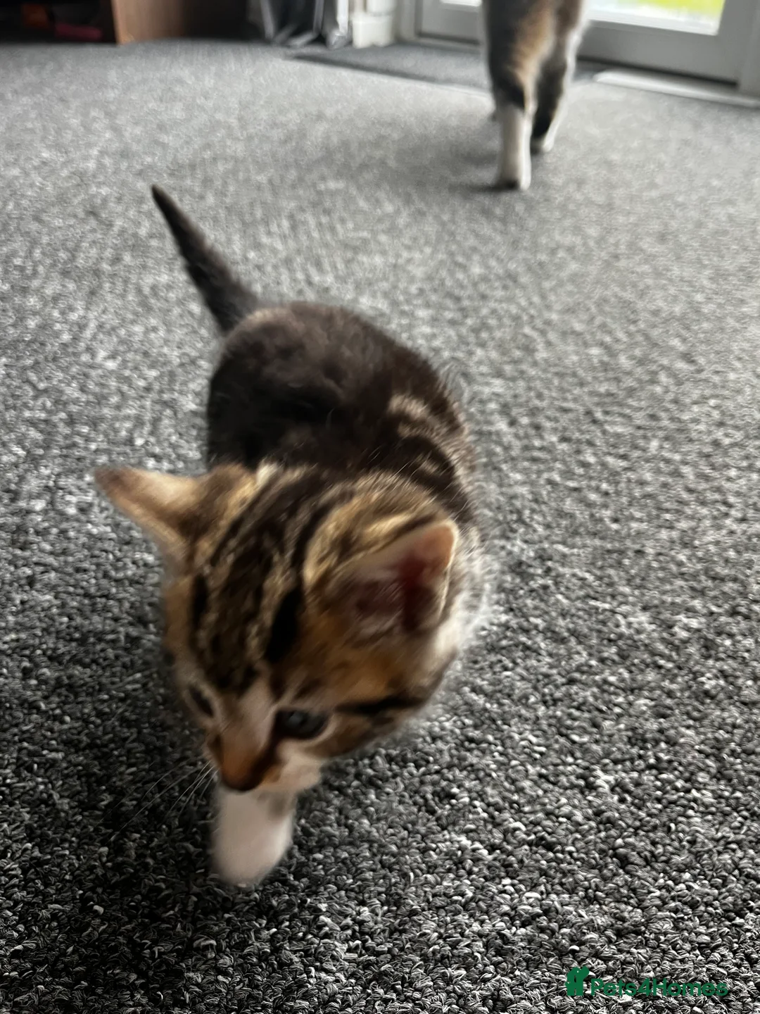 Mixed Breed cats for sale: 5 mixed kittens for sale - Advert 6