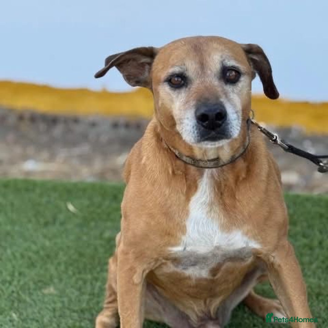 Mixed Breed dogs for adoption: REX - 🆘 Please don’t let me die in the kennels.  - Image 2