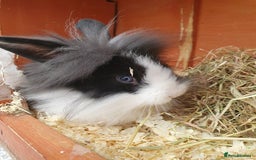 Mini Lop rabbits for sale: Spayed/neutered rabbits for adoption - Image 9