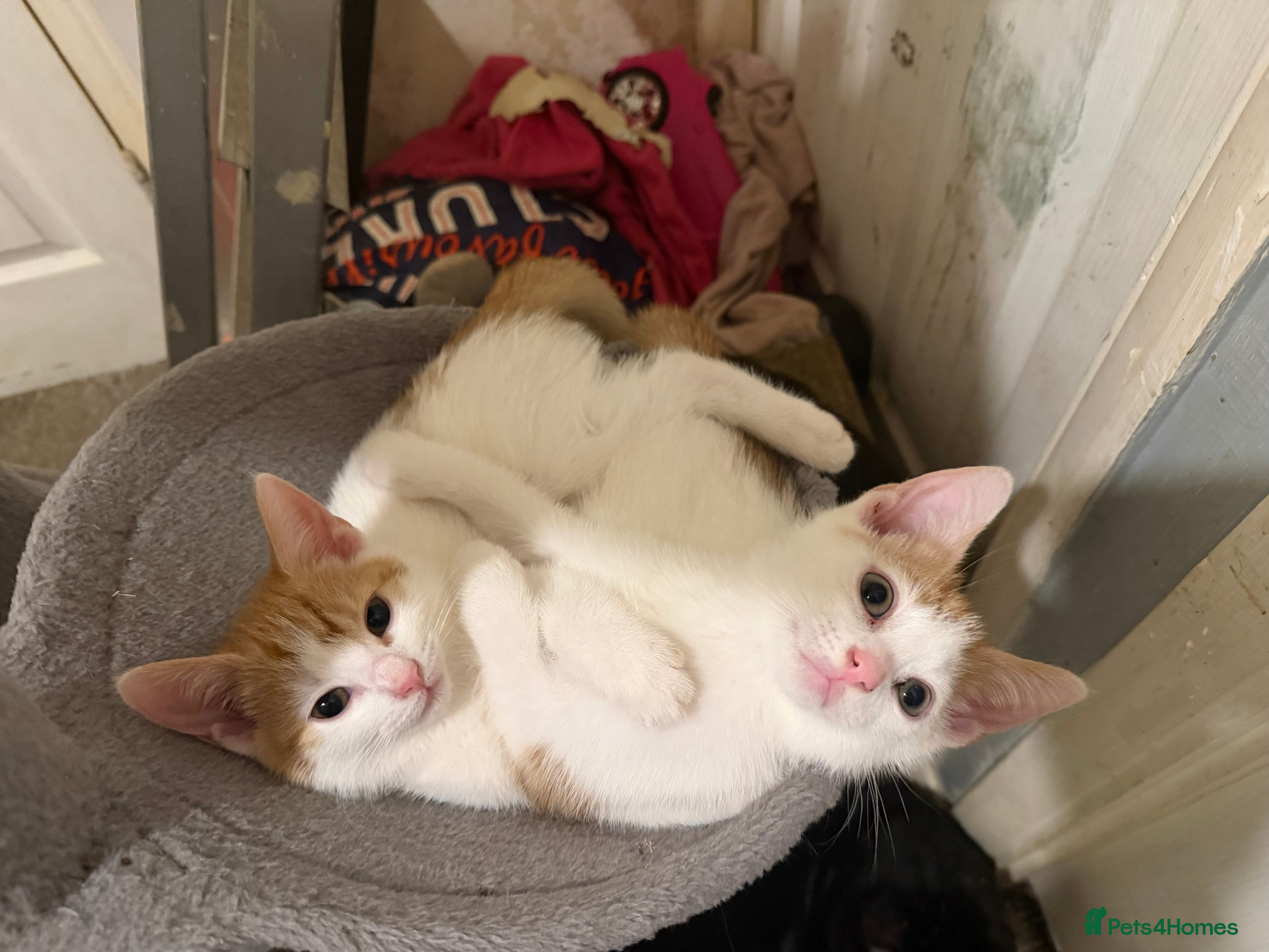 Mixed Breed cats Adorable Fluffy Kittens - Advert 11