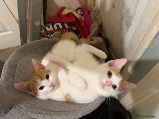 Mixed Breed cats Adorable Fluffy Kittens - Advert 18