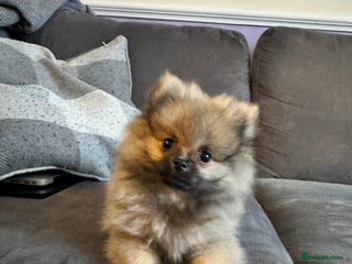 Pomeranian dogs ❤️Beautiful Pomeranian puppies❤️ - Advert 2