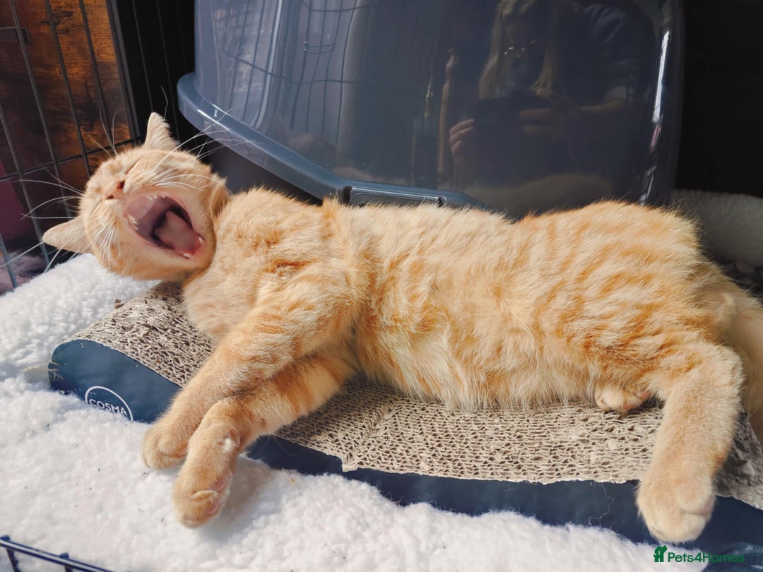 Domestic Shorthair cats for adoption: Handsome boy in need of perfect forever home - Advert 4