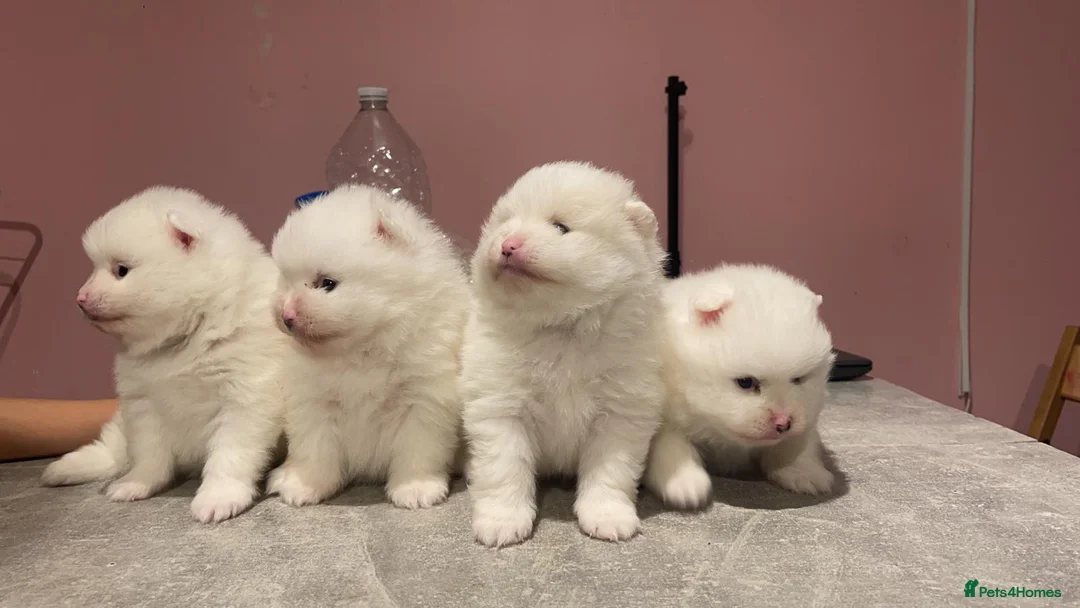 Pomeranian dogs for stud: KC PURE WHITE RUSSIAN POM  - Advert 9