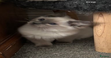 Ragdoll cats - Advert 4