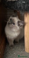 Ragdoll cats - Advert 11