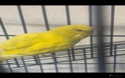 Budgerigars birds for sale: Budgies and cage - Image 2