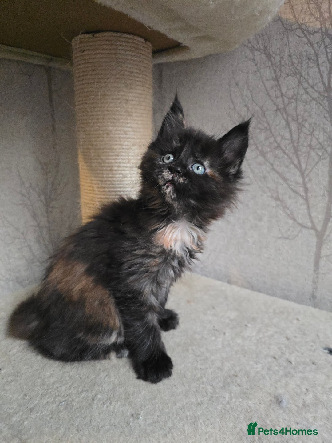 Maine Coon cats for sale: Amazing Large Purebred Maine Coon Kittens - Advert 17