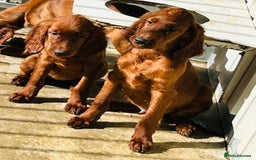Irish Setter dogs for sale: Outstanding red Irish setters puppies - Image 5