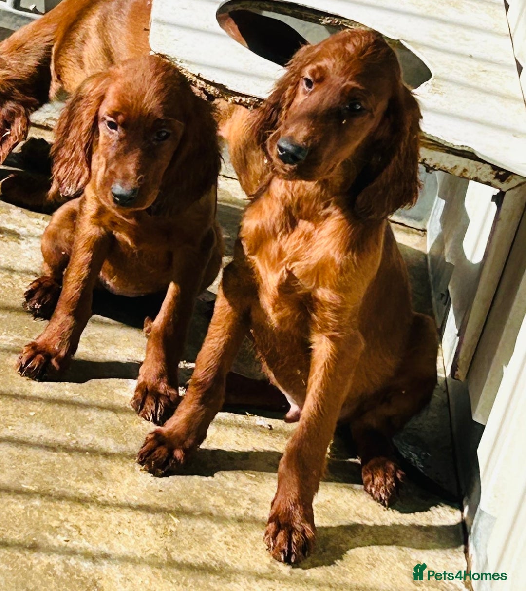 Irish Setter dogs for sale: Outstanding red Irish setters puppies - Image 5