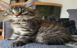 Maine Coon cats for sale: Maine coon kittens  - Image 13