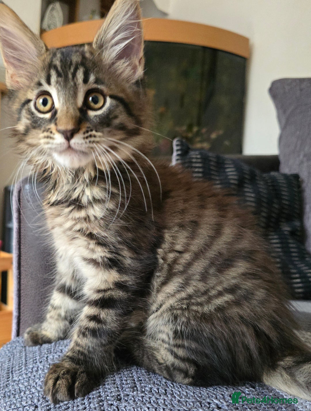 Maine Coon cats for sale: Maine coon kittens  - Image 13