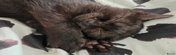 Mixed Breed cats for sale: Gorgeous kitten - Advert 4