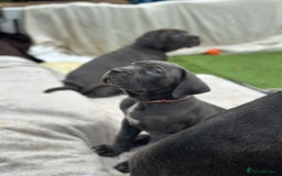 Cane Corso dogs for sale:  Pure breed Cane Corso  Puppies Looking for Homes  - Image 32