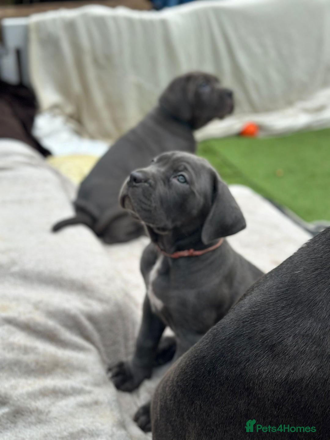 Cane Corso dogs for sale:  Pure breed Cane Corso  Puppies Looking for Homes  - Image 32