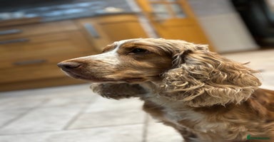 Cockapoo dogs - Advert 14