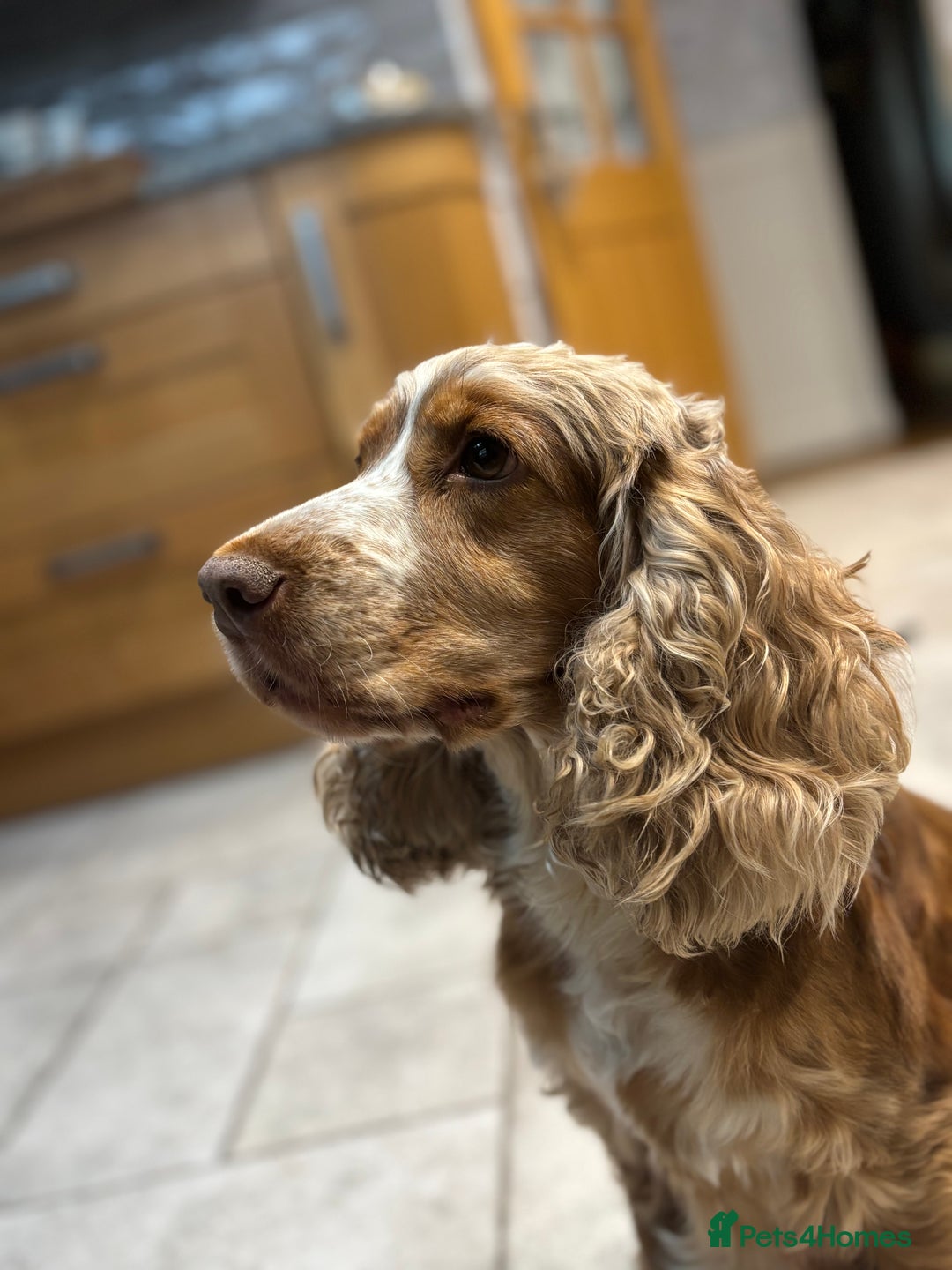 Cockapoo dogs for sale: F1 Chocolate Cockapoo puppies - Image 4