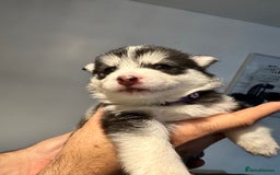 Pomsky dogs for sale: F4 beautiful puppy pomskie blue eyes - Image 37