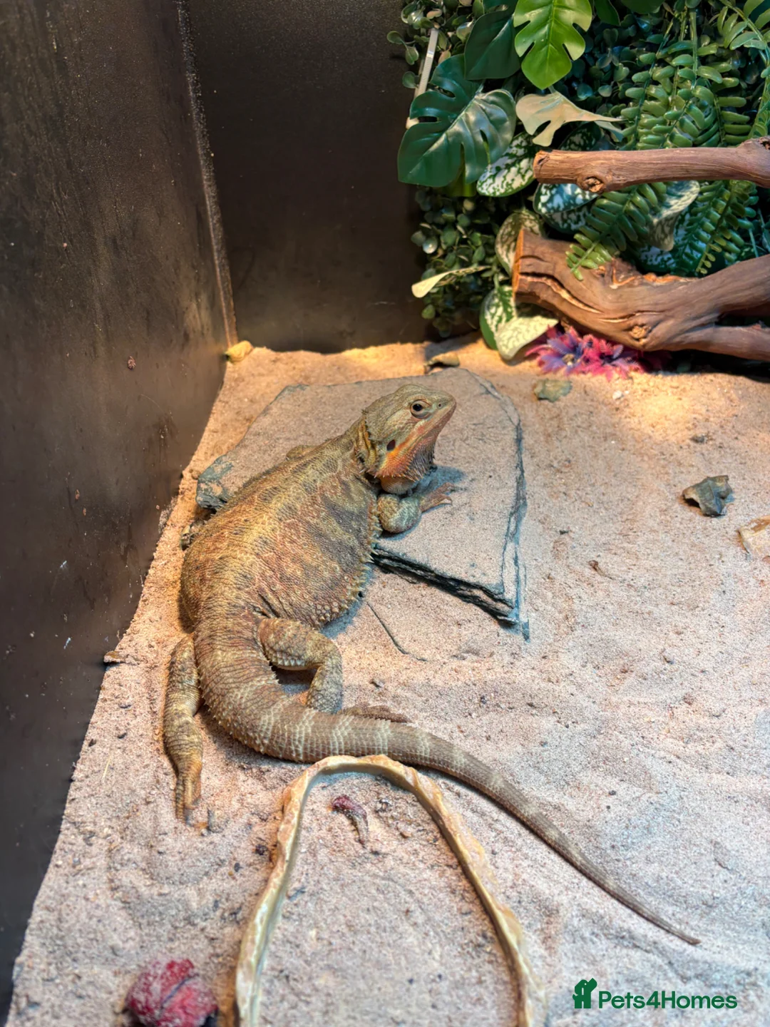 Bearded Dragon reptiles for sale: Red bearded 2yr female dragon n full Viv set up in Ilkeston - Advert 2