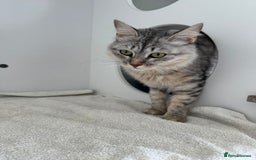 Mixed Breed cats for adoption: Aria - A Lovely & Cuddly Princess - Image 5