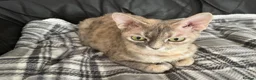 Devon Rex cats for sale: Blue Cream Tortie Devon Rex Female  - Advert 4