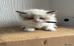 Ragdoll cats for sale: 💗 Our princess belle had 5 new kittens 💗 - Image 15