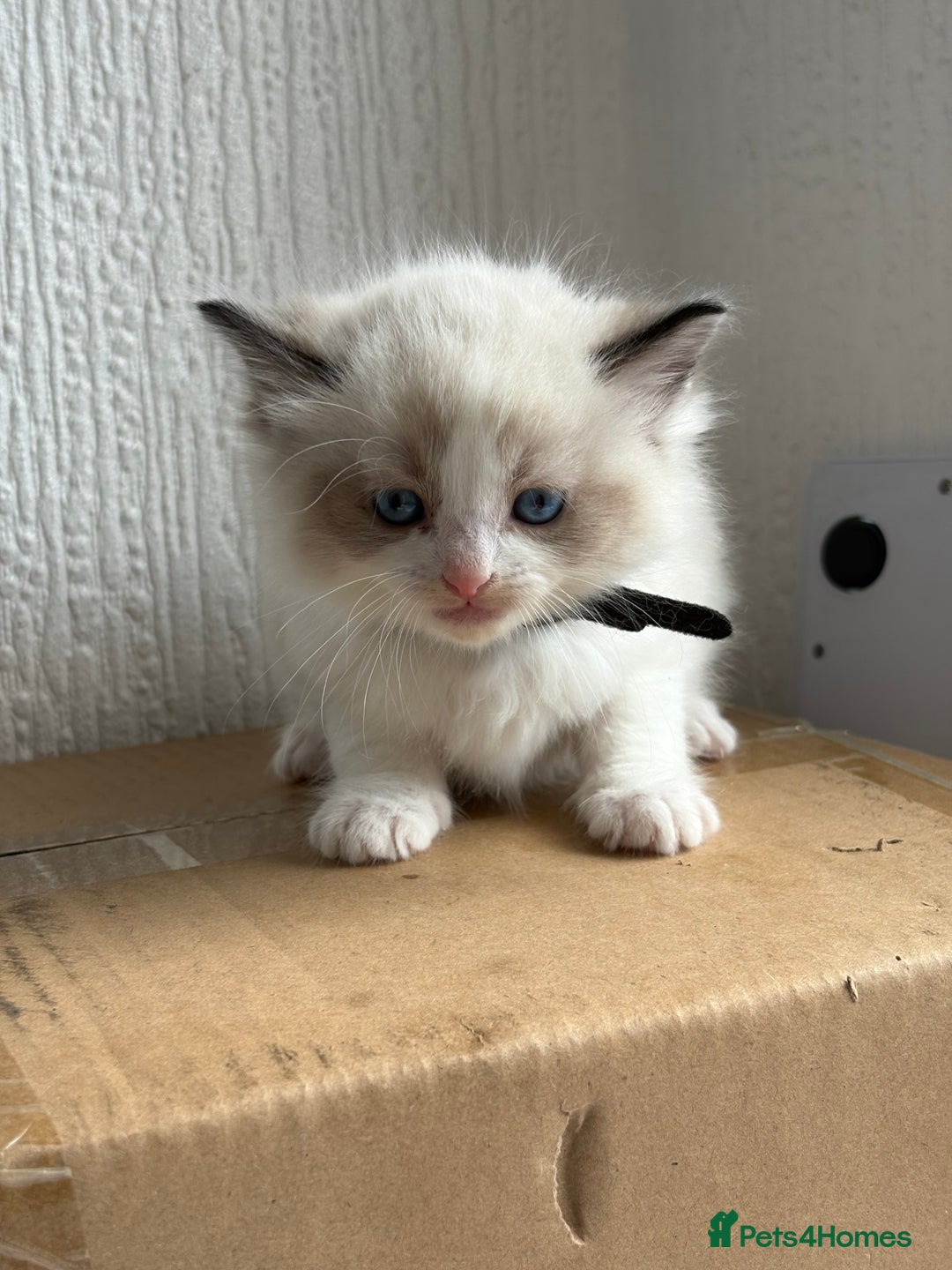 Ragdoll cats for sale: 💗 Our princess belle had 5 new kittens 💗 - Image 15