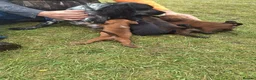 Mixed Breed dogs for sale: Spaniel puppies  - Advert 9