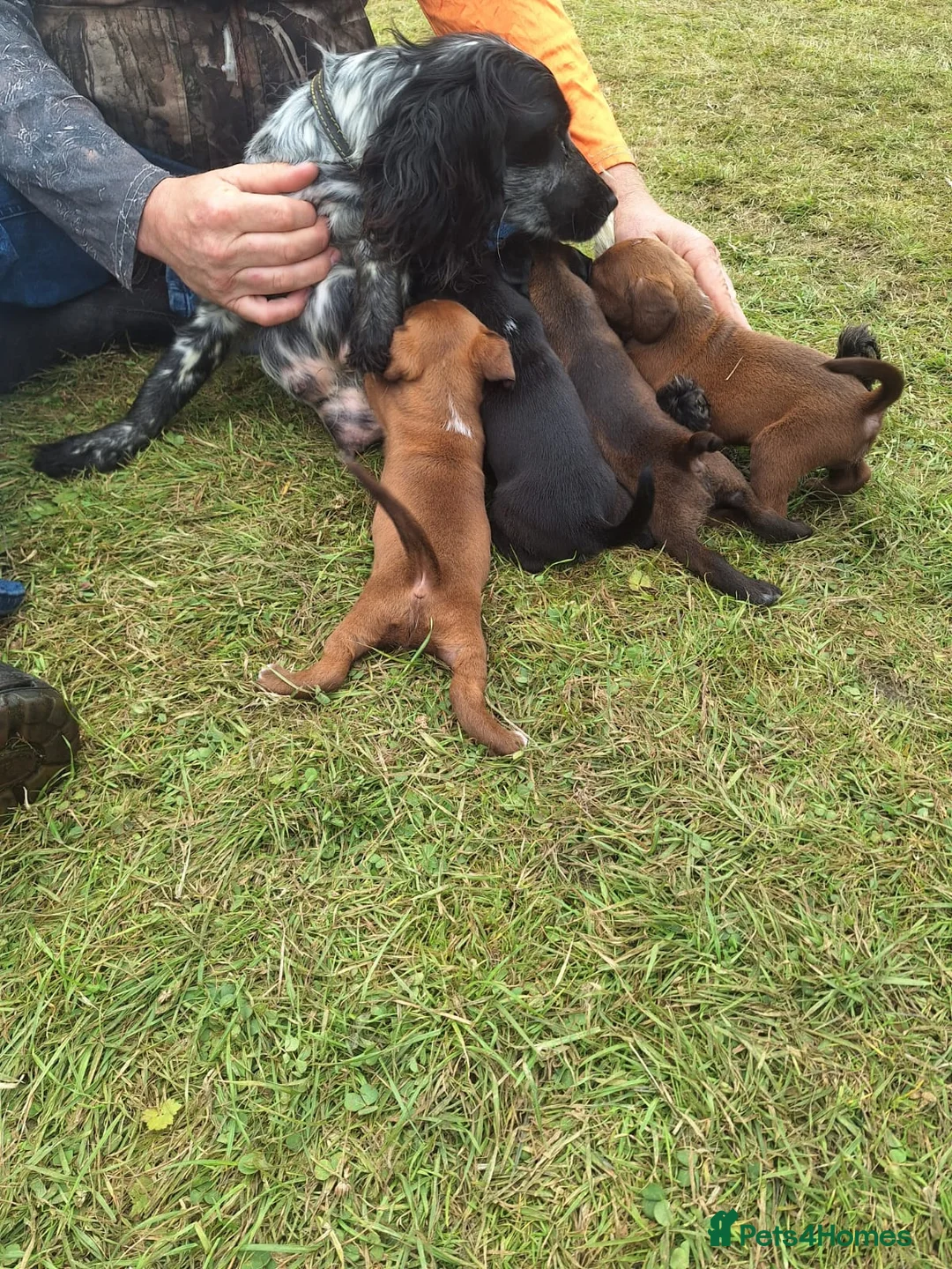 Mixed Breed dogs for sale: Spaniel puppies  - Advert 9