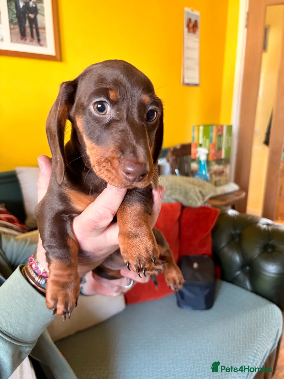 Dachshund dogs for sale: Miniature Smooth Haired Dachshunds  - Advert 1