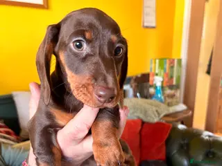 Dachshund dogs Miniature Smooth Haired Dachshunds - Advert 2