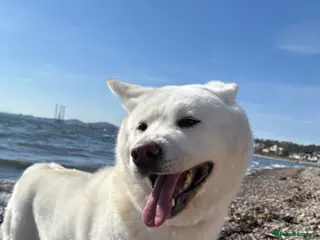 Japanese Akita Inu dogs Japanese akita in Dundee - Advert 10