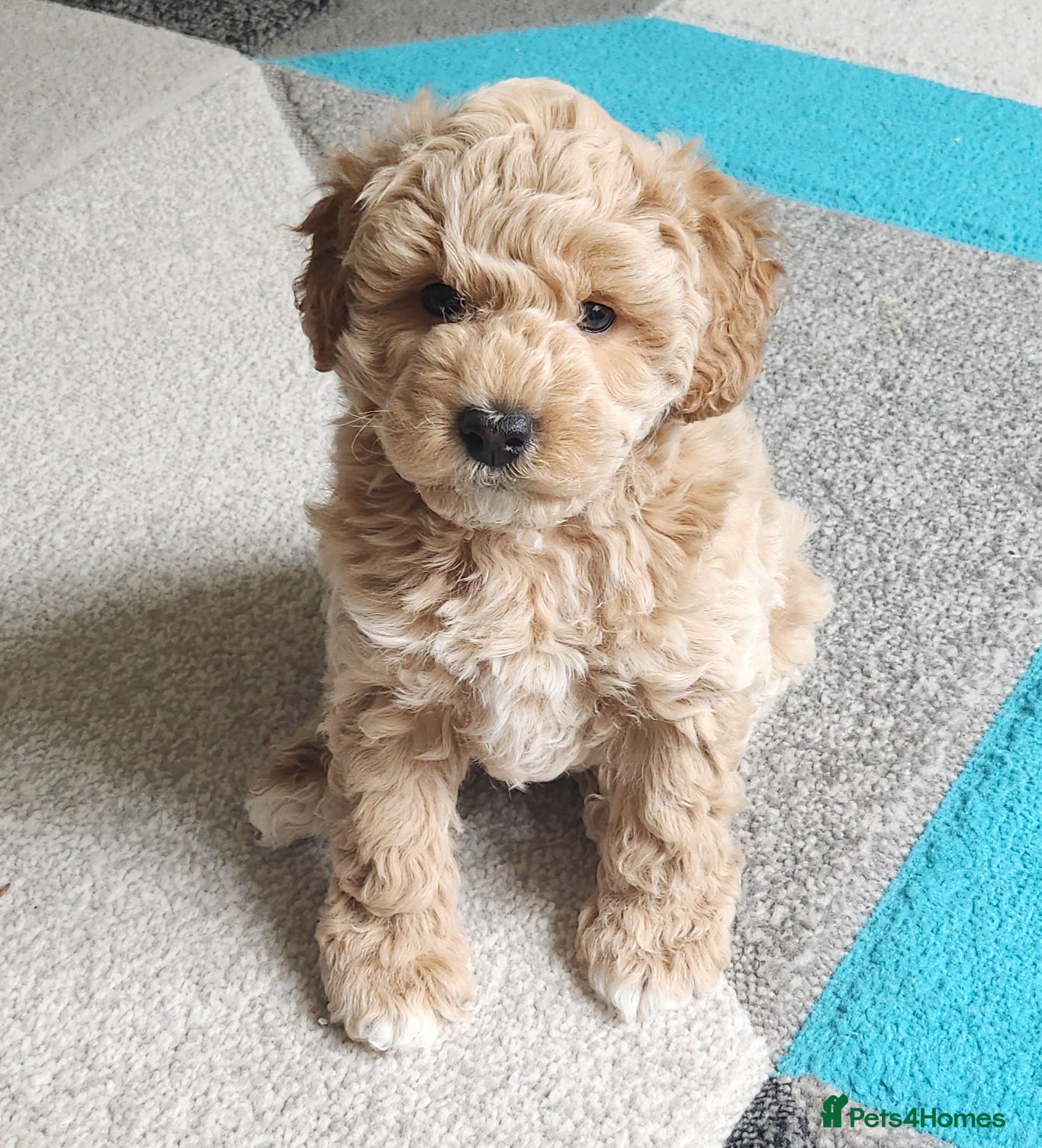Maltipoo dogs 🐾 Waiting List Advert for Bailey’s puppies - Advert 5