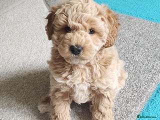 Maltipoo dogs 🐾 Waiting List Advert for Bailey’s puppies - Advert 5