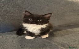 Ragcoon cats for sale: Stunning Maine Coon x Ragdoll kittens - Image 4